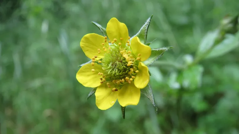 Koliko poznajete biljku zvanu pravi blaženak