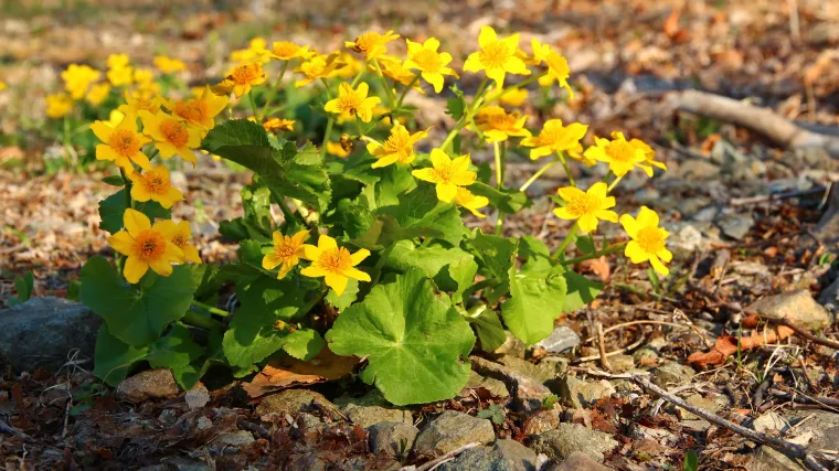 Močvarna kaljužnica - Koliko poznajete biljku zvanu kaljužnica