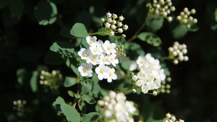 Prava končara - ljekovita biljka koja se koristi u narodnoj medicini