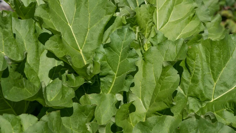 Koliko poznajete biljku zvanu bodljikava salata