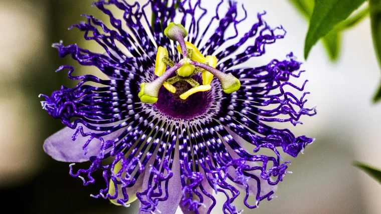 Koliko poznajete lijepu biljku passiflora incarnata