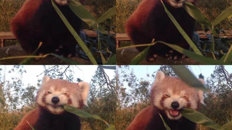 Nevjerojatne fotografije životinja - od čuda do smijeha