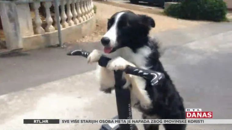 Upoznajte Kasiu, najpametnijeg psa u Hrvatskoj, pa i šire