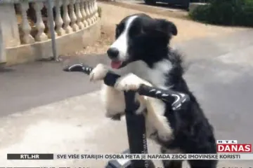 Upoznajte Kasiu, najpametnijeg psa u Hrvatskoj, pa i šire