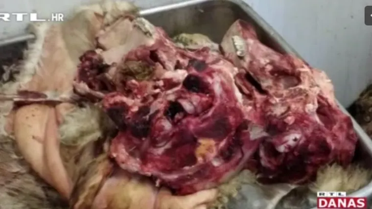 Izmet glodavaca, raspadnute iznutrice, smrad... Procurile fotografije, ovo je samo jedna od mnogih