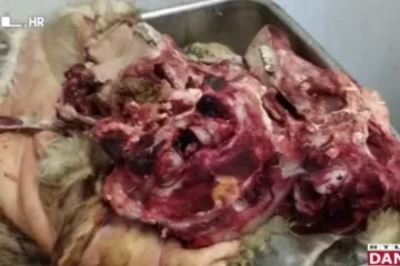 Izmet glodavaca, raspadnute iznutrice, smrad... Procurile fotografije, ovo je samo jedna od mnogih