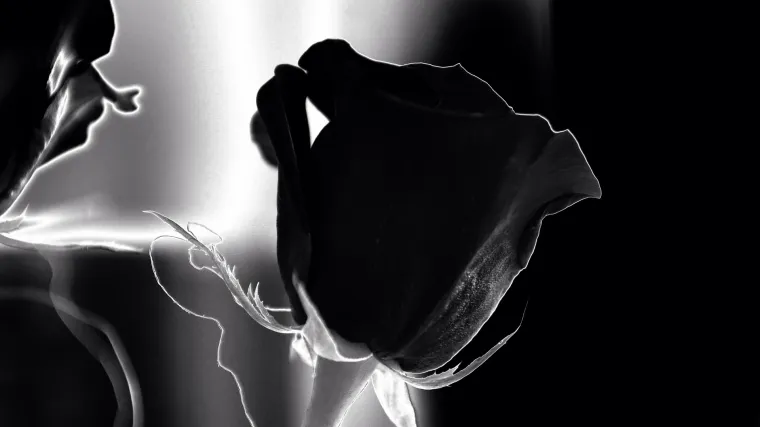 Crna ruža - Značenje koje ima cvijet crna ruža