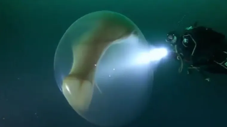 VIDEO Znanstvenici su snimili jezivi prizor: Divovsko jaje pluta u moru! Otkriveno o čemu se radi