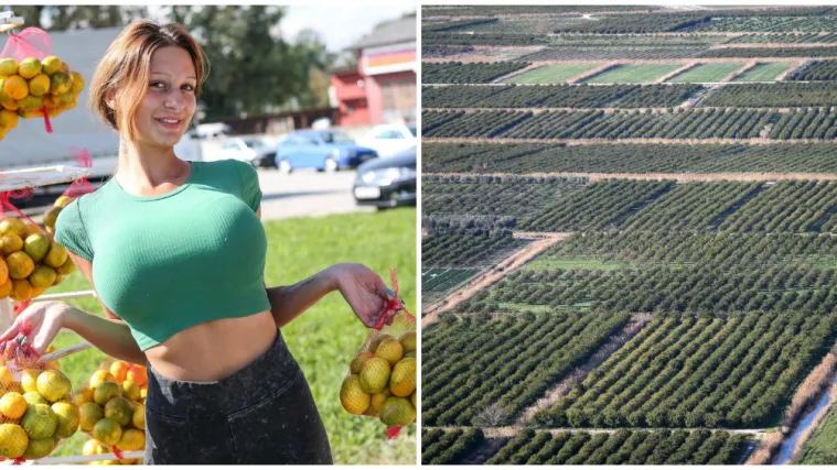 Svi pričaju o mandarinama! Prije rata tu je bila kolonija gubavaca, a onda se sve promijenilo...