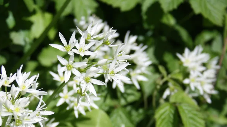 Poznajete li sicilijanski medonosni če&scaron;njak?