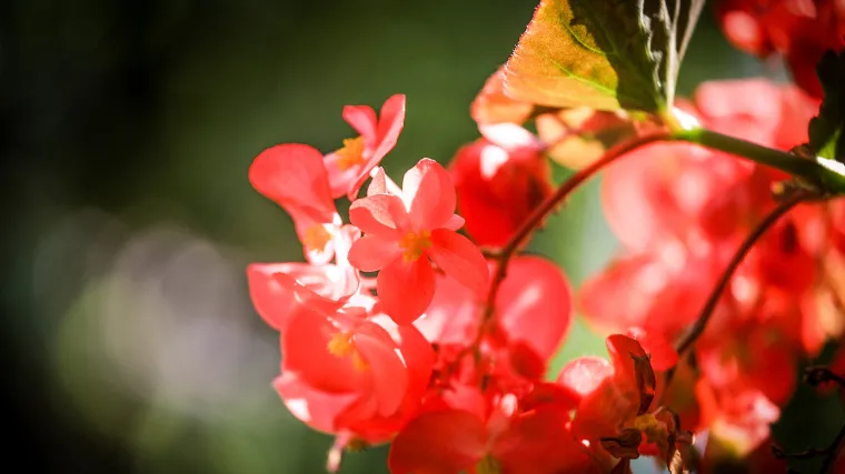 Koliko poznajete biljku zvanu zmajevo krilo?