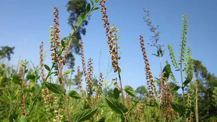 Koliko poznajete biljku zvanu &scaron;umska kadulja?