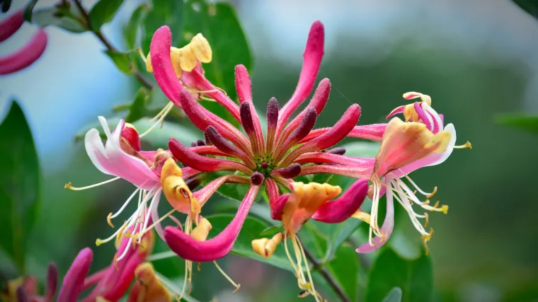 Koliko poznajete biljku zvanu orlovi nokti?