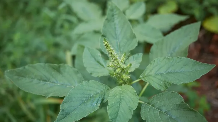 &Scaron;ćir korov: Saznajte sve o ovoj invazivnoj biljci