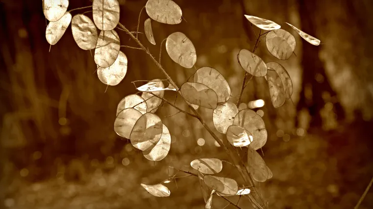 Kineski dolar: Biljka koja prema vjerovanjima donosi financijsku sreću