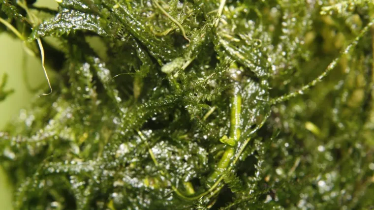 Javanska mahovina: Saznajte sve o ovoj vrsti mahovine