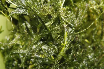 Javanska mahovina: Saznajte sve o ovoj vrsti mahovine