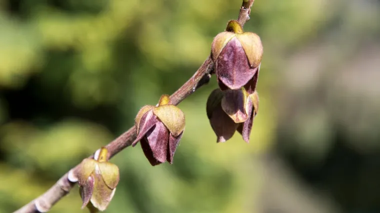 Asimina uzgoj: Saznajte sve o uzgoju asimine