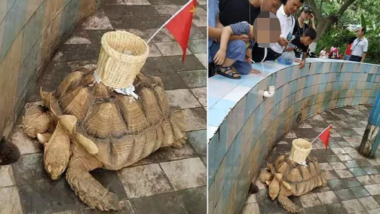 Pogledajte &scaron;to su napravili sirotoj kornjači, a sve kako bi zaradili