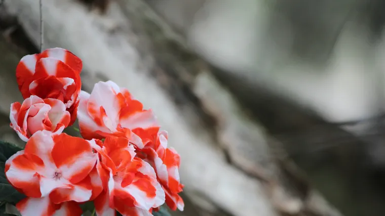 Vodenice cvijeće koje cvate eksplozivno