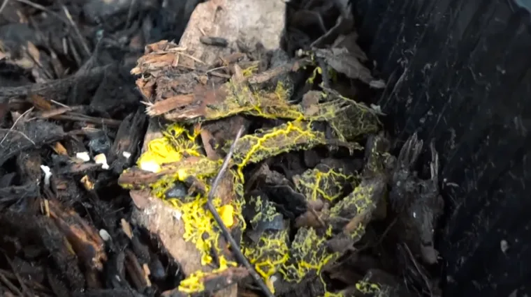 Novi tajanstveni organizam: Nema mozak, ali može učiti. Ima 720 spolova i može samog sebe izliječiti