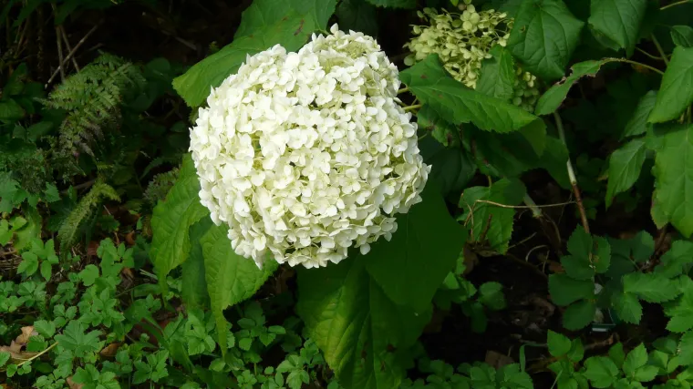 Koje su najbolje trajnice za sjenu