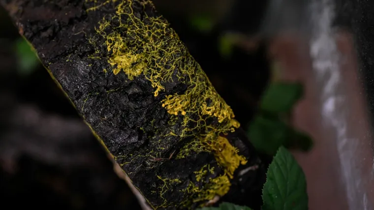 Nema mozak, a uči i komuncira, ima 720 spolova te sam sebe izliječi