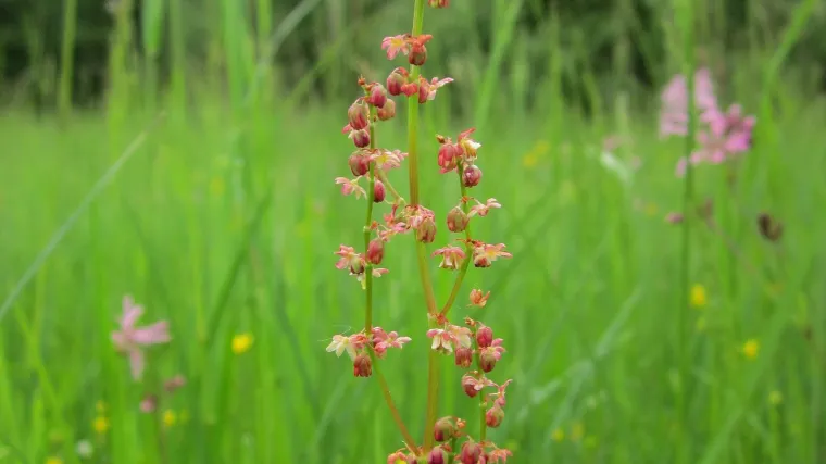 Mala kiselica - Koliko dobrobiti u sebi nosi biljka mala kiselica?