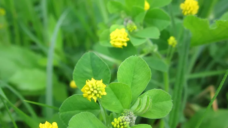 Znate li kakva je biljka hmeljasta vija i po čemu je specifična?