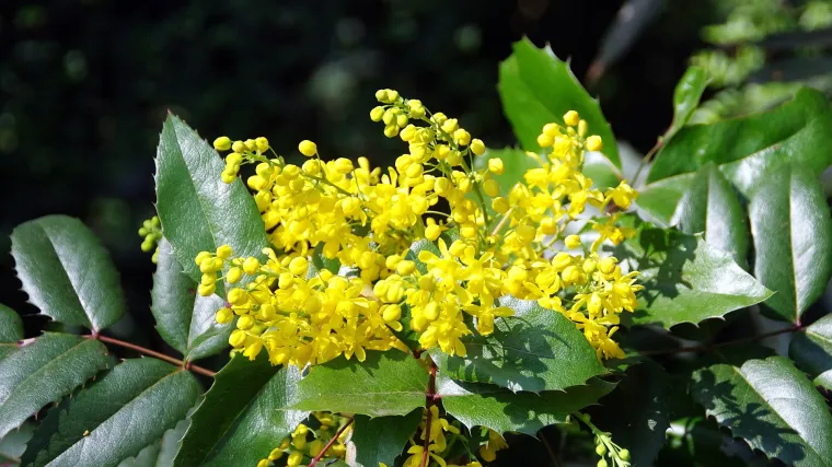 O&scaron;trolisna mahonija orezivanje - kada i kako se orezuje o&scaron;trolisna mahonija