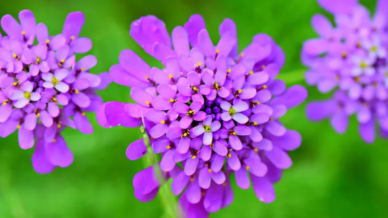 Iberis trajnica - Najzahvalnija rajnica za uzgoj u vrtu