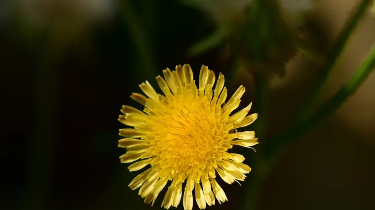 Znate li &scaron;to je to poljski ostak?