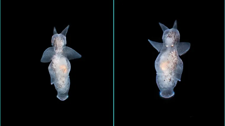 Za ova čudesna bića do sada se nije uopće znalo da žive u Jadranskom moru!