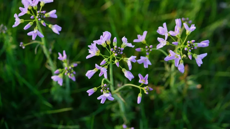 Koliko poznajete biljku zvanu lukovičasta režuha?