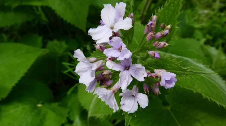 Trajna srebrenka - Koliko poznajete ovu biljku