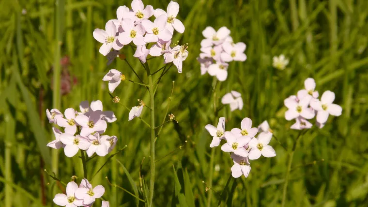 Gorka režuha - Kakva je biljka režuha i koliko je poznajete?