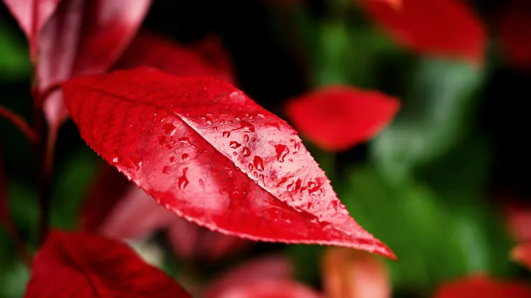 Fotinija stablo - Koliko znate o uzgoju predivnog stabla fotinija ?