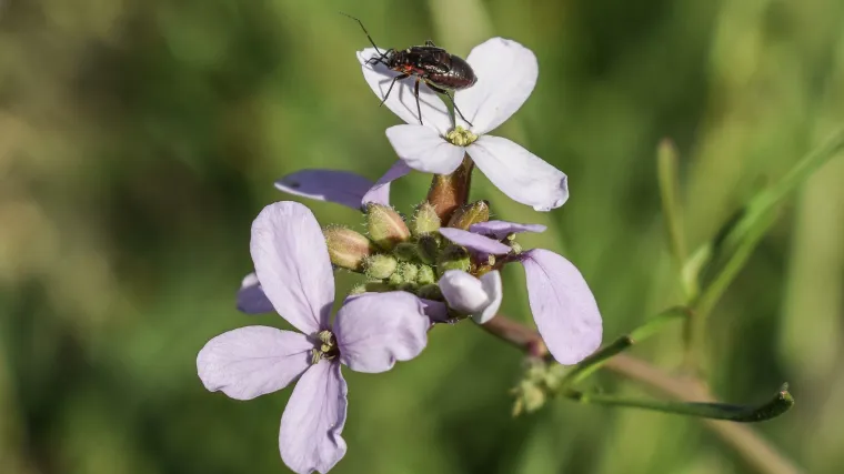 Kakva je biljka primorska morgu&scaron;a?