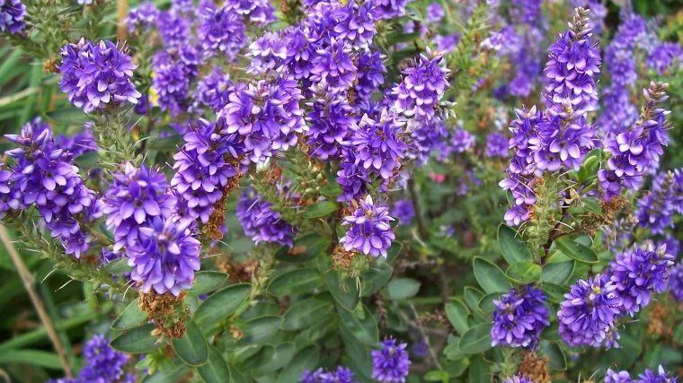 Heba ukrasni grm - Koliko poznajete ukrasni grm  naziva heba?