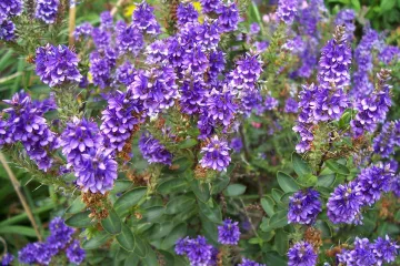 Heba ukrasni grm - Koliko poznajete ukrasni grm  naziva heba?