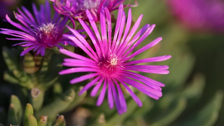 Po čemu je specifična biljka o&scaron;trolisni zvjezdan?