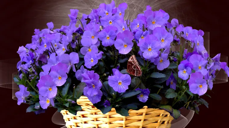 Kako se održavaju viseće maćuhice?