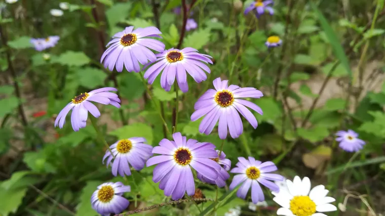 Koliko poznajete biljku primorski zvjezdan?