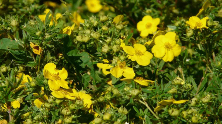 Koji su najljepši ukrasni zeleni grmovi?