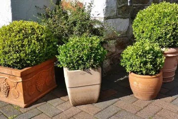 Najljepši niski ukrasni grmovi za vrt