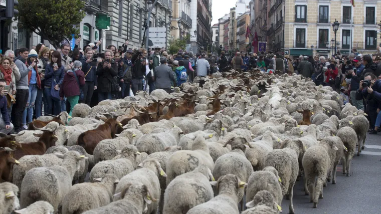 Neobične scene stižu iz Madrida: Preko dvije tisuće ovaca pro&scaron;etalo ulicama glavnog &scaron;panjolskog grada