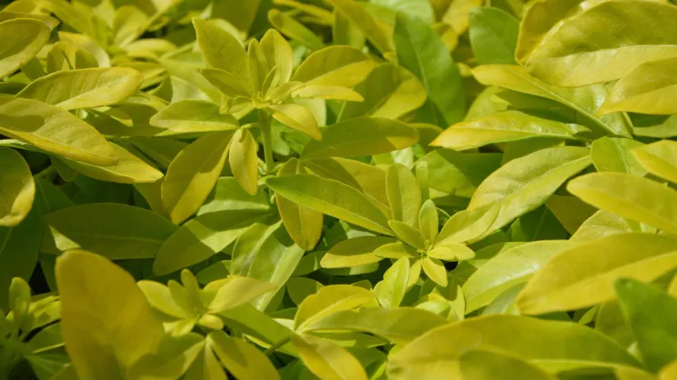 Koji su najbolji ukrasni grmovi za sjenu