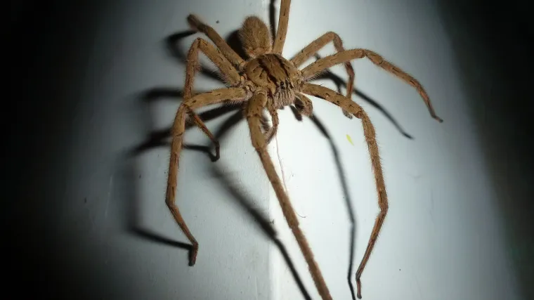 Vučji pauk - pauk koji izgleda jako opasno