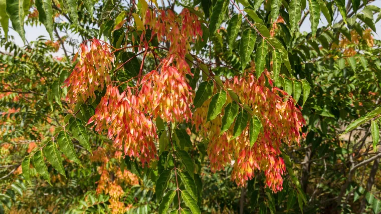 Žljezdasti pajasen - pajasen koji može proizvesti veliki broj sjemenki