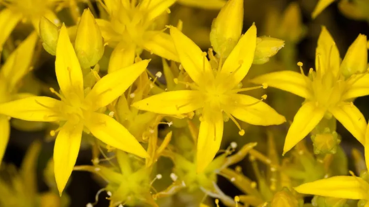 Žuti žednjak: Saznajte sve o ovoj vrsti žednjaka